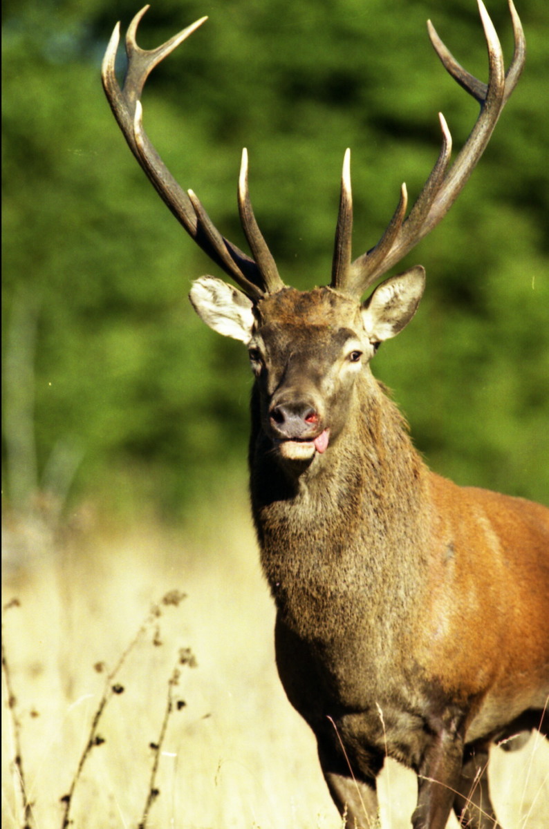 Le cerf dans le Cantal Le cerf dans le Cantal