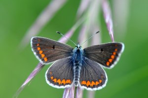 Quelques papillons (et insecte) du Cantal
