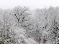 arbres-enneiges