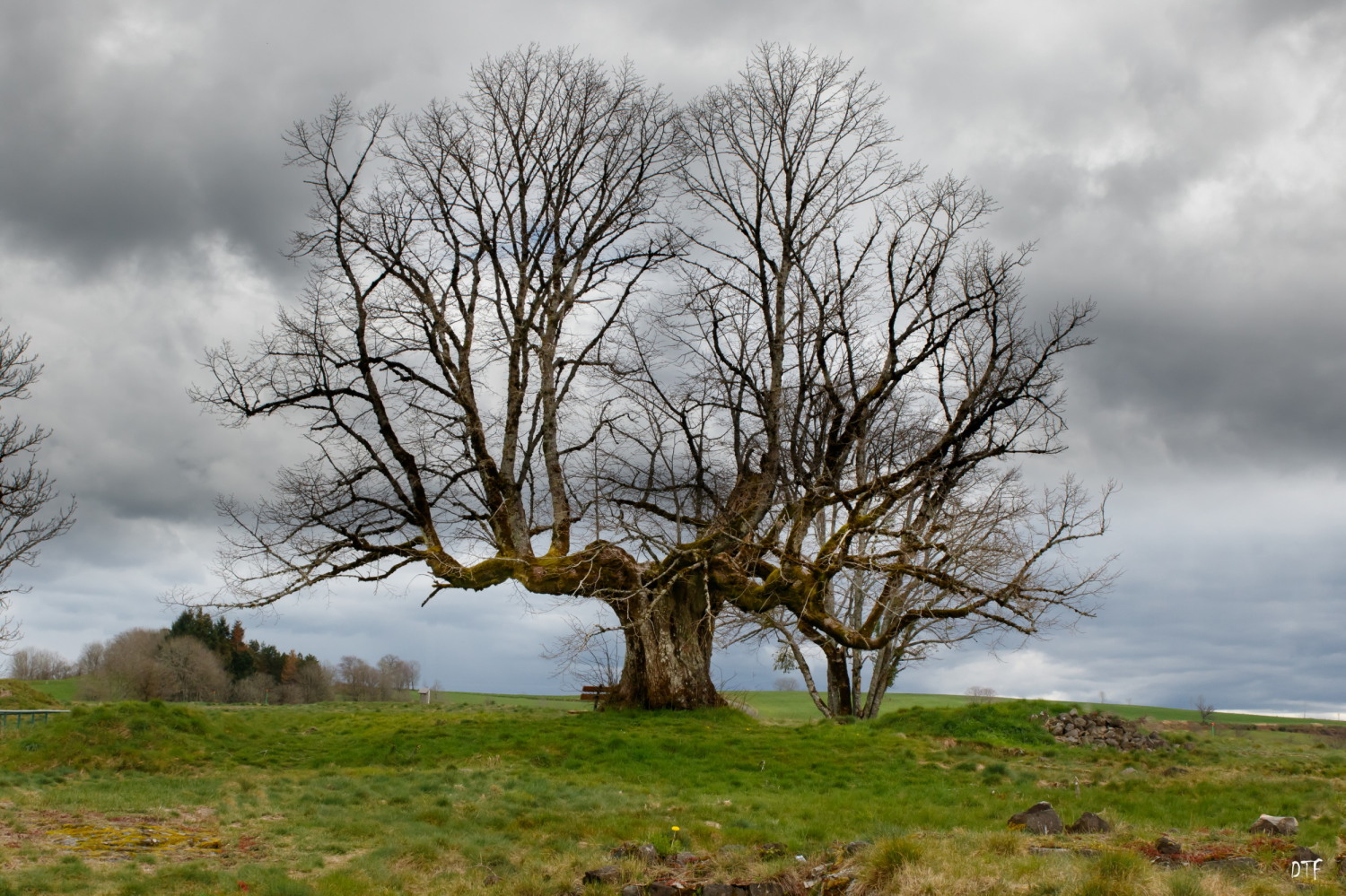 arbre de Carlat