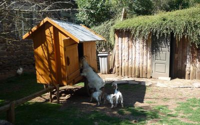 chevre cabane berger