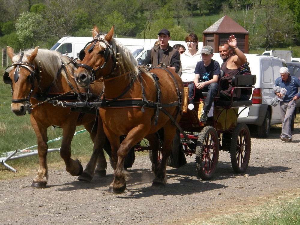 attelage chevaux