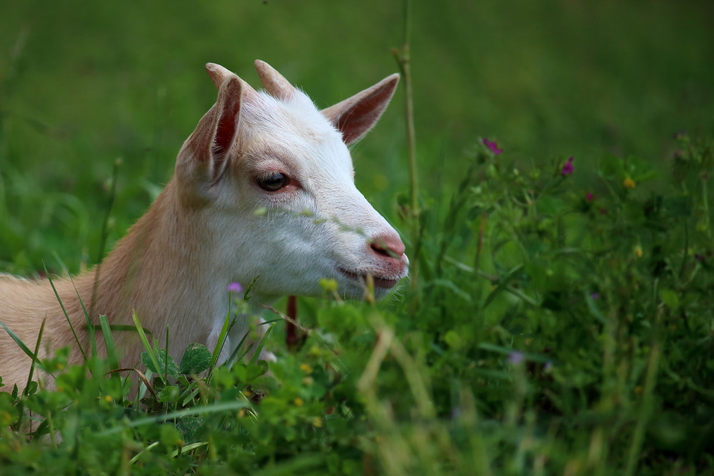 Chevreau (Mourjou)