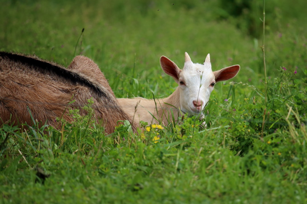 Chevreau caché derrière maman