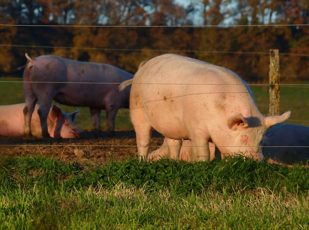 cochons