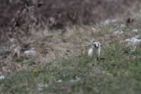 hermine2