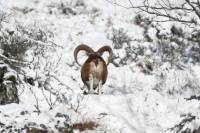 mouflon