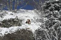mouflon10