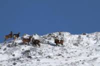 mouflon12