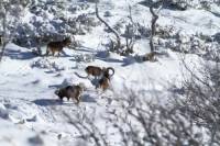 mouflon2