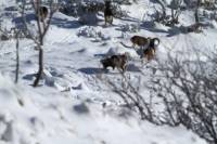 mouflon3
