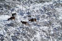 mouflon4