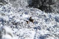 mouflon5