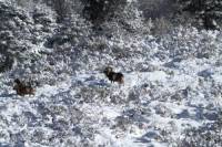 mouflon6