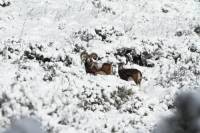 mouflon8
