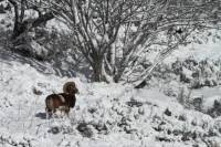 mouflon9