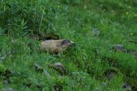 marmotttes_et_marmottons1