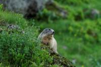 marmotttes_et_marmottons2