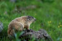 marmotttes_et_marmottons7