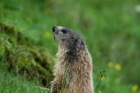 marmotttes_et_marmottons8