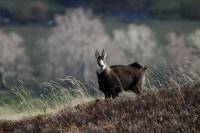 chamois1