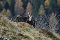 chamois10