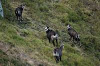chamois2