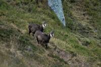 chamois3
