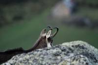 chamois4
