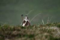 chamois5