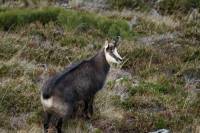 chamois6