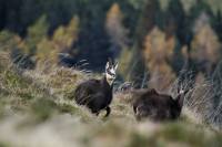 chamois7