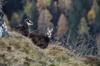 chamois8