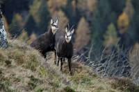 chamois9
