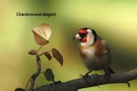 chardonneret_elegant