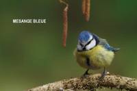 mesange_bleue