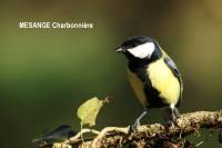 mesange_charbonniere