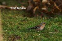 pinson_des_arbres