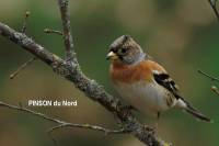 pinson_du_nord