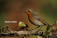 rouge_gorge