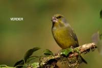 verdier