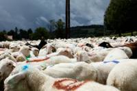 transhumance_brebis