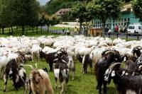 transhumance_brebis1