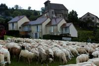 transhumance_brebis10