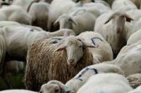 transhumance_brebis2