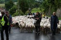 transhumance_brebis4