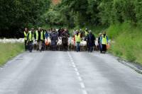 transhumance_brebis5