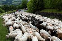transhumance_brebis6