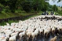 transhumance_brebis8