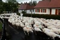 transhumance_brebis9